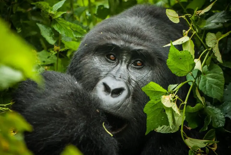 Mountain gorilla in lush foliage.