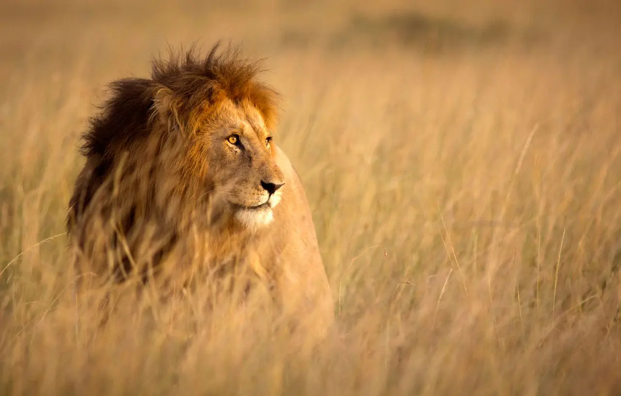 Majestic lion in golden savanna grass.